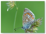 Icarus blauwtje | Common blue | Polyommatus icarus