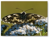 Dambordje | Marbled white | Melanargia galathea