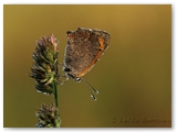 Kleine vuurvlinder | Small copper | Lycaena phlaeas