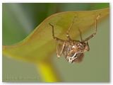 Nimf libel | Nymph of a damselfly | Anisoptera