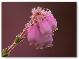 Gewone dophei | Cross-leaved heath | Erica tetralix