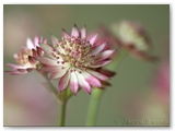 Zeeuws knoopje | Great masterwort | Astrantia major