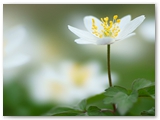 Bosanemoon | Wood anemone | Anemone nemorosa