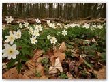 Bosanemoon | Wood anemone | Anemone nemorosa