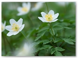 Bosanemoon | Wood anemone | Anemone nemorosa