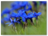 Alpengentiaantjes | Alpine gentian | Gentiana alpina