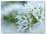 Daslook | Bear`s garlic | Allium ursinum