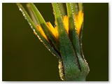 Gele morgenster | Goat's Beard | Tragopogon pratensis