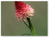 Nigritella corneliana