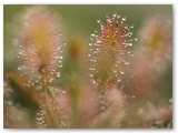 Kleine zonnedauw | Spatulate-leaved sundew | Drosera intermedia