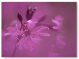 Echte koekoeksbloem | Ragged-robin | Lychnis flos-cuculi