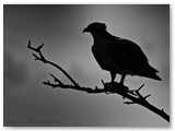   Visarend | Osprey | Pandion haliaetus