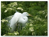 Grote zilverreiger | Great Egret | Ardea alba 