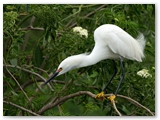 Amerikaanse kleine zilverreiger | Snowy Egret | Egretta thula