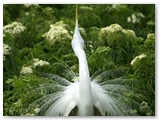   Grote zilverreiger | Great Egret | Ardea alba 