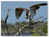  Visarend | Osprey | Pandion haliaetus
