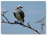   Visarend | Osprey | Pandion haliaetus