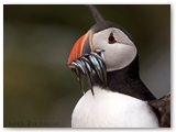 Papegaaiduiker | Puffin | Fratercula arctica