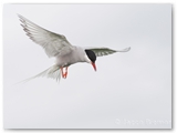 Noorse stern | Artic tern | Sterna paradisaea