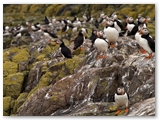 Papegaaiduiker | Puffin | Fratercula arctica