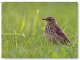 Grauwe vliegenvanger | Spotted flycatcher | Muscicapa striata