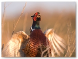 Fazant | Phaesant | Phasianus Colchicus