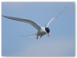 Noorse stern | Artic tern | Sterna paradisaea