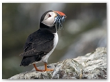 Papegaaiduiker | Puffin | Fratercula arctica