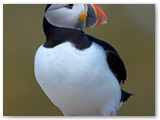Papegaaiduiker | Puffin | Fratercula arctica