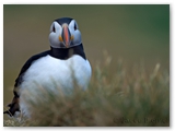 Papegaaiduiker | Puffin | Fratercula arctica