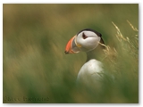 Papegaaiduiker | Puffin | Fratercula arctica