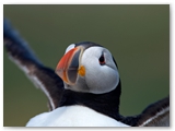 Papegaaiduiker | Puffin | Fratercula arctica