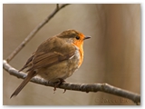 Roodborst | Robin | Erithacus Rubecula