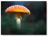 Vliegenzwam | Fly agaric | Amanita muscaria