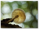Porseleinzwam | Porcelain fungus | Oudemansiella mucida