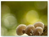 Porseleinzwam | Porcelain fungus | Oudemansiella mucida