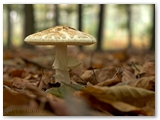 Gele knolamaniet | False death cap | Amanita citrina