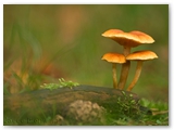 Dennevlamhoed | Gymnopilus sapineus