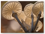 Porseleinzwam | Porcelain fungus | Oudemansiella mucida