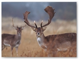 Damherten | Fallow Deer | Cervus dama