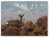 Ree | Roe deer | Capreolus capreolus