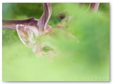 Damherten | Fallow Deer | Cervus dama
