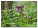 Damherten | Fallow Deer | Cervus dama