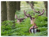 Damherten | Fallow Deer | Cervus dama