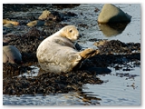 Gewone zeehond | Harbor seal | Phoca vitulina