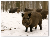 Wild zwijn | Wild boar | Sus scrofa
