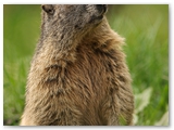 Alpenmarmot | Alpine marmot | Marmota marmota