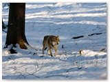 Wolf | Red Wolf | Canis Rufus