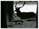 Edelhert | Red deer | Cervus elaphus