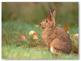 Amerikaanse haas | Snowshoe hare | Lepus americanus